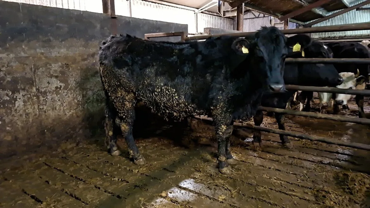 Angus springer - Image 1