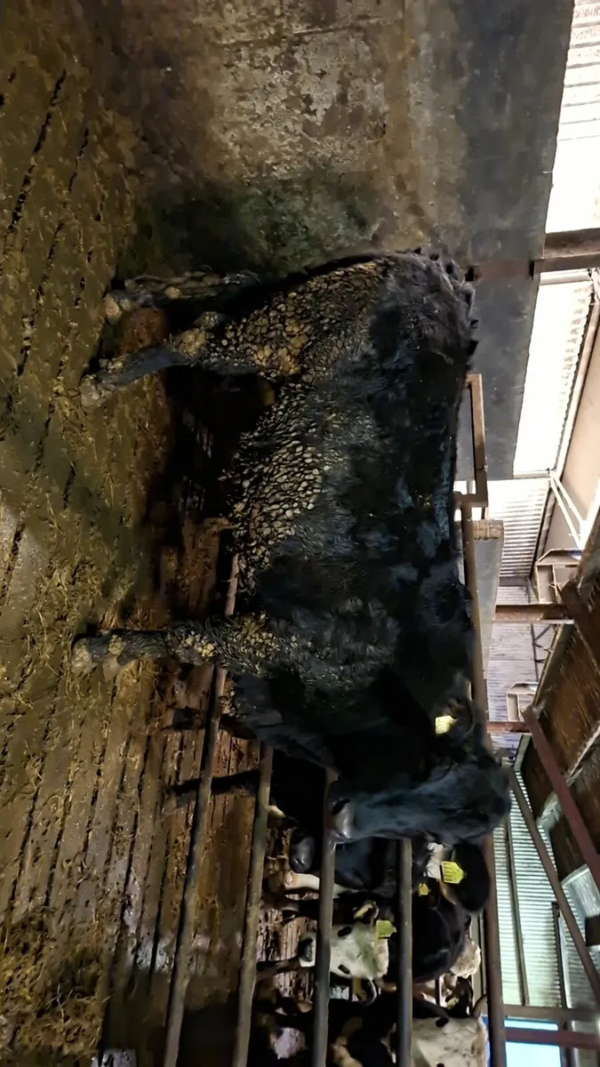 Angus springer - Image 2