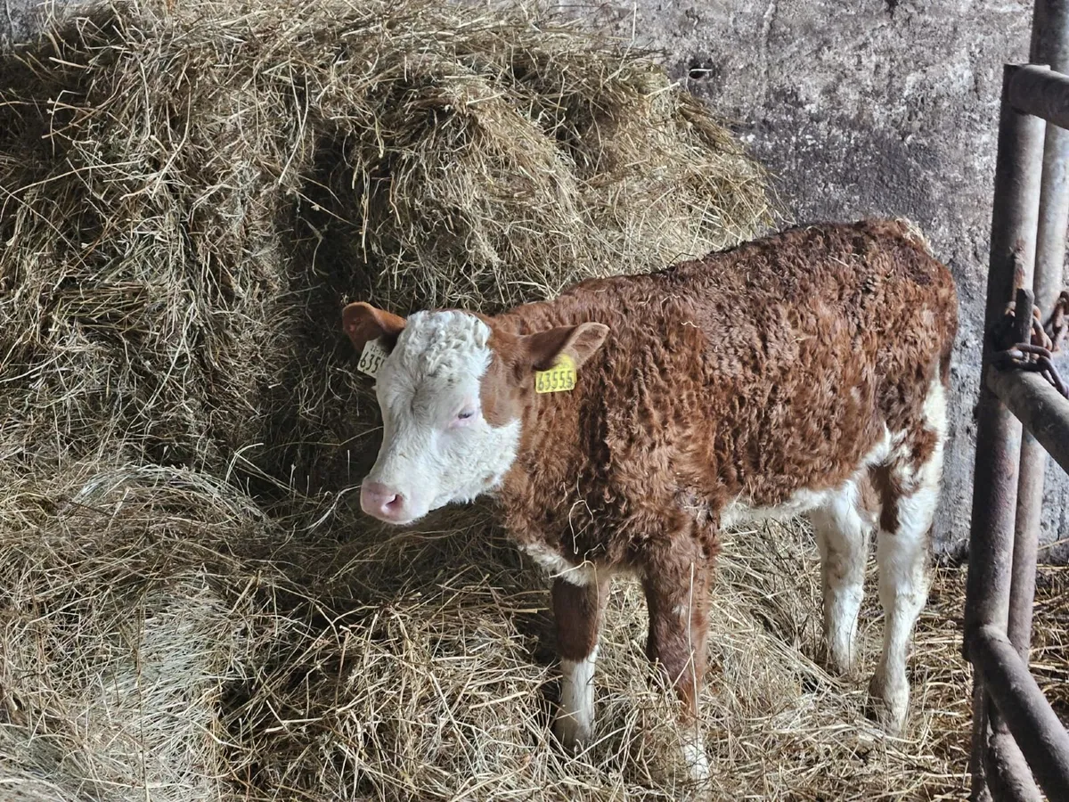 Simmental heifer calf - Image 2