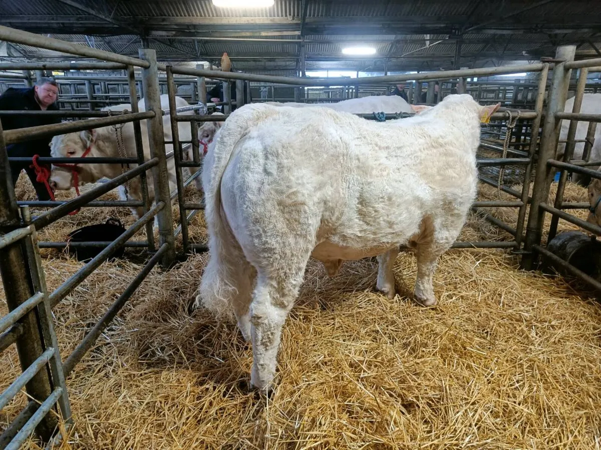 PBR CHAROLAIS BULL - Image 1