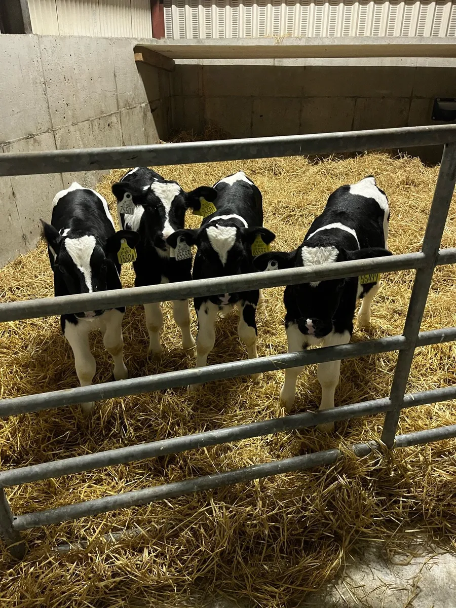 Friesian bull calves - Image 1