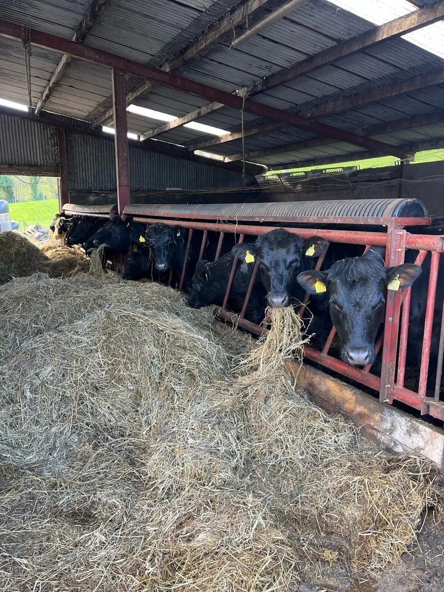 Beef Heifers - Image 3