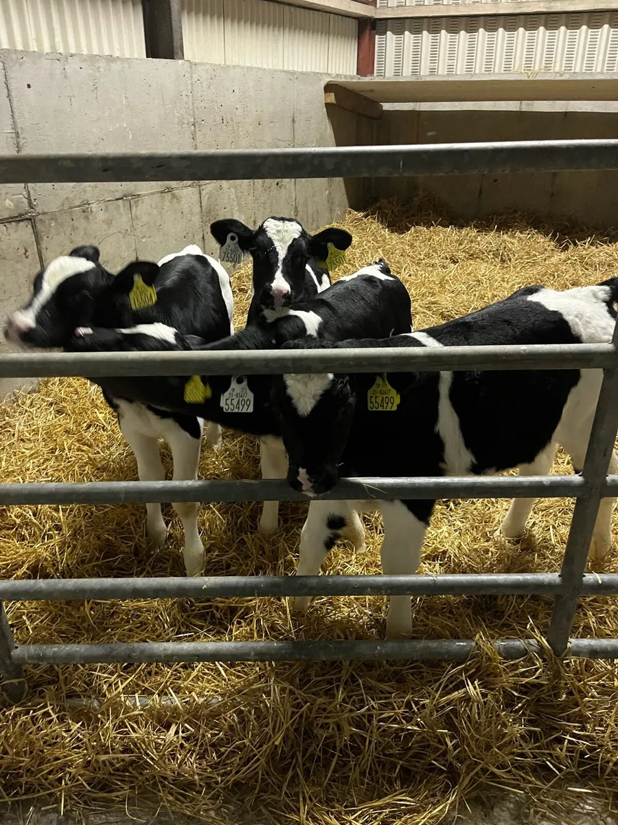 Friesian bull calves - Image 2