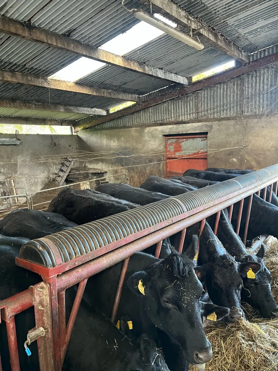 Beef Heifers - Image 1