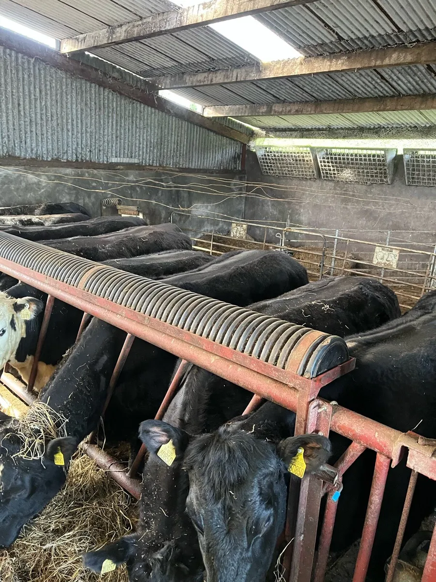 Beef Heifers - Image 2