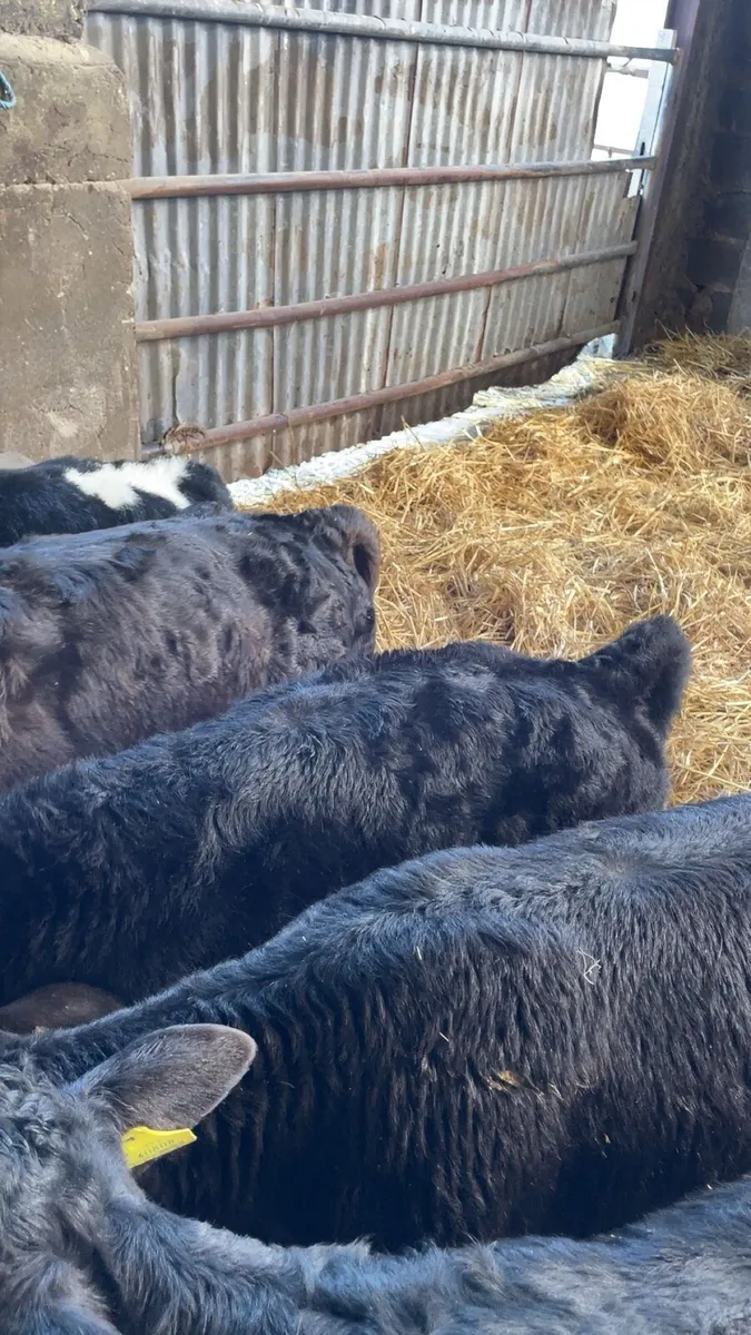 Limousin Bull and Belgian Blue bull calves - Image 2