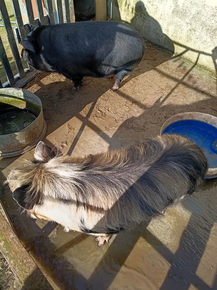 Kune kune female pigs - Image 2