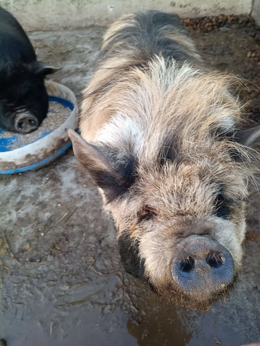 Kune kune female pigs - Image 1