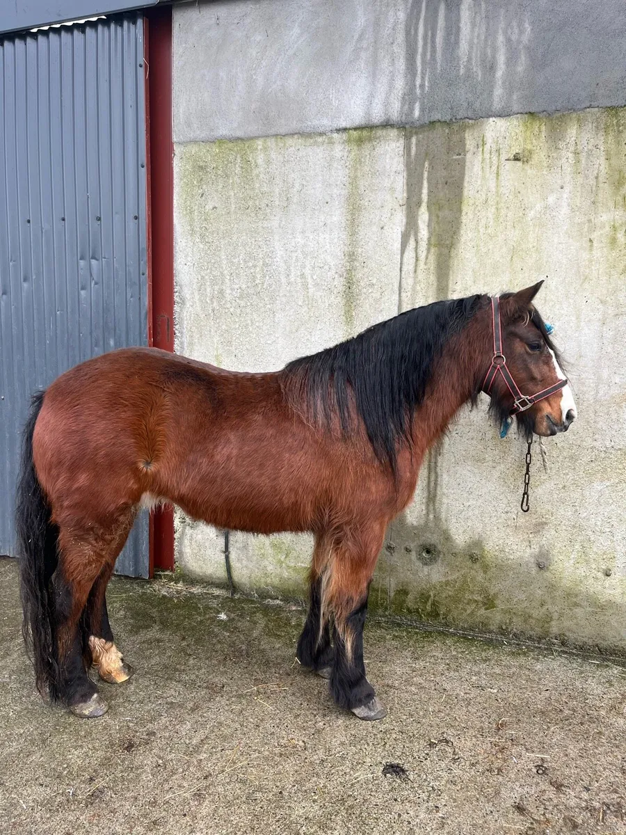 Smashing pony - Image 1