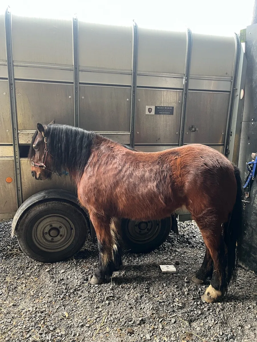 Smashing pony - Image 2