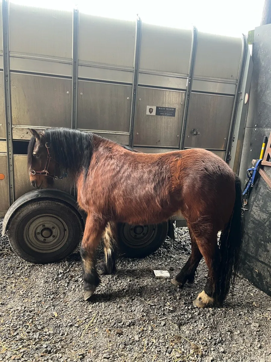 Smashing pony - Image 3