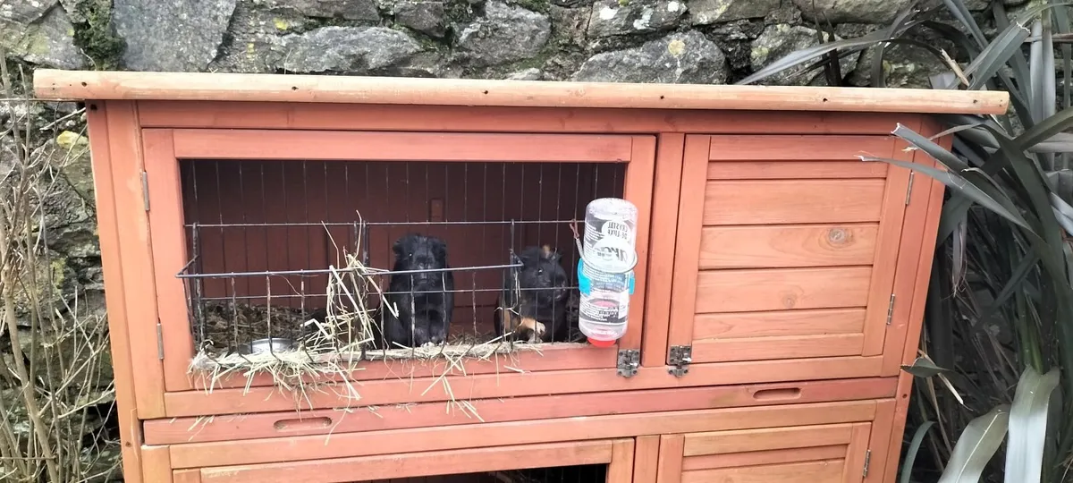 Guinea pig hut - Image 1