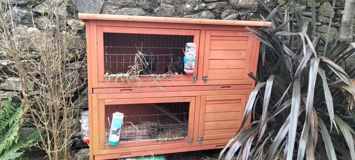 Guinea pig hut - Image 2