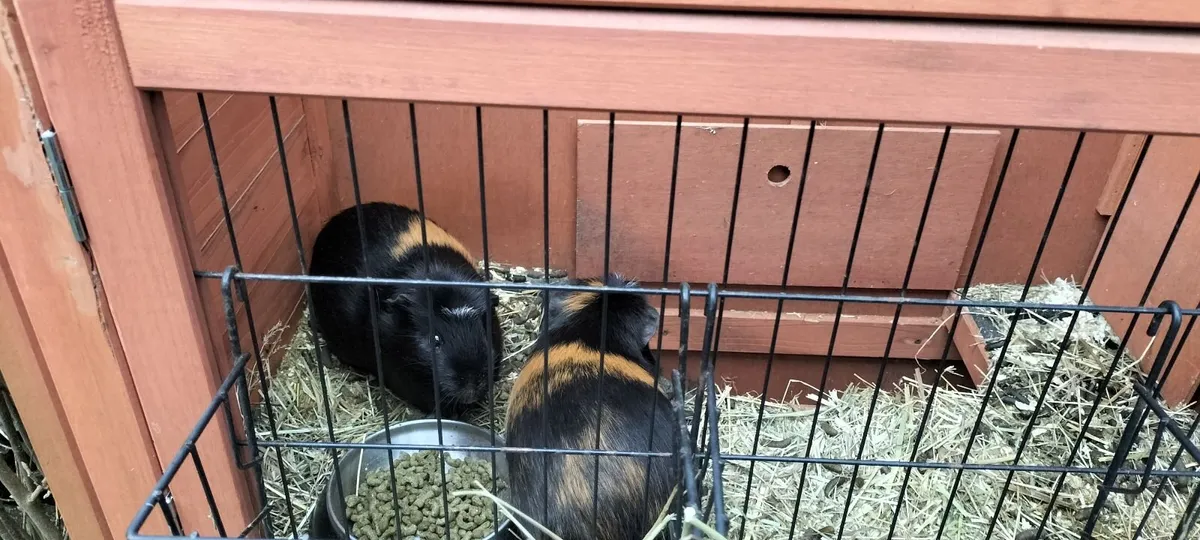 Guinea pig hut - Image 3