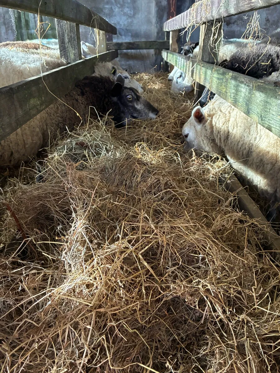 Round bales hay - Image 1