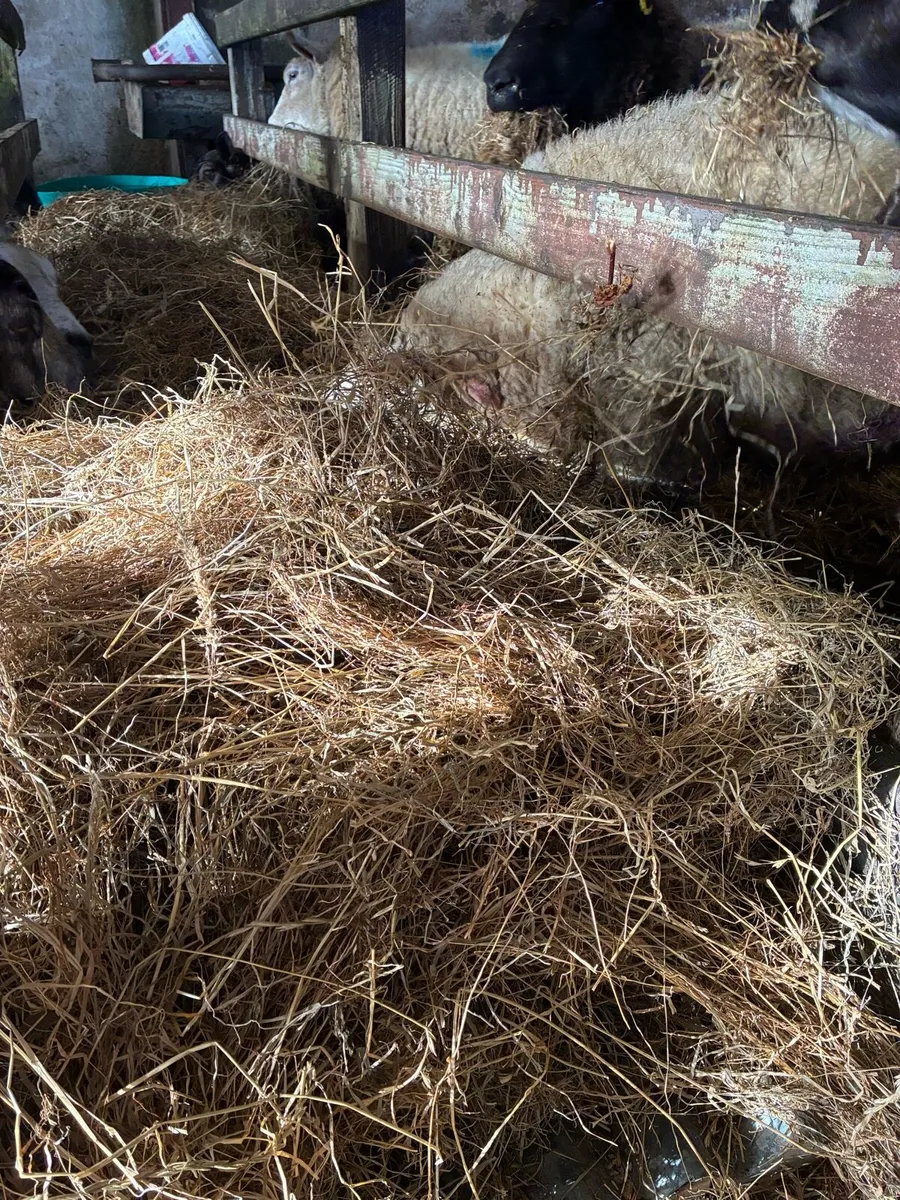 Round bales hay - Image 2