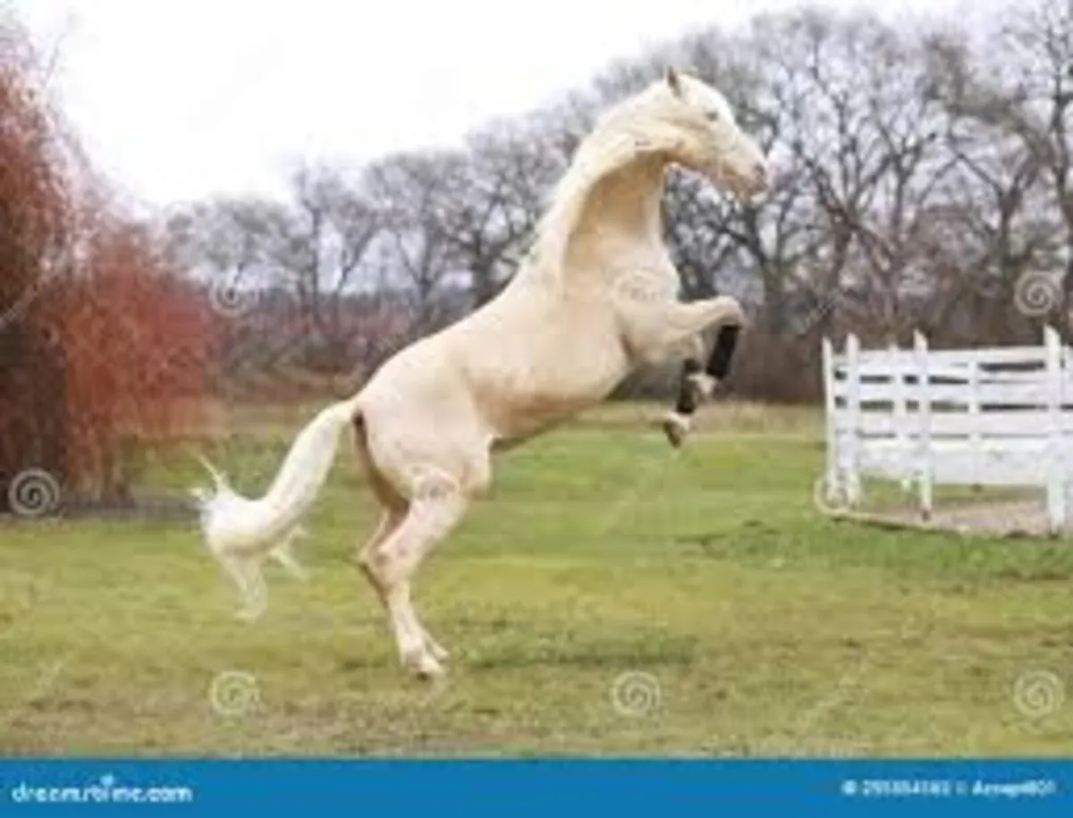 Class 1 Connemara Stallion - Image 2