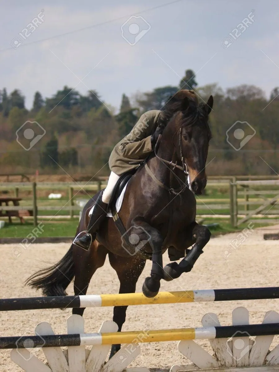 Class 1 Connemara Stallion - Image 1