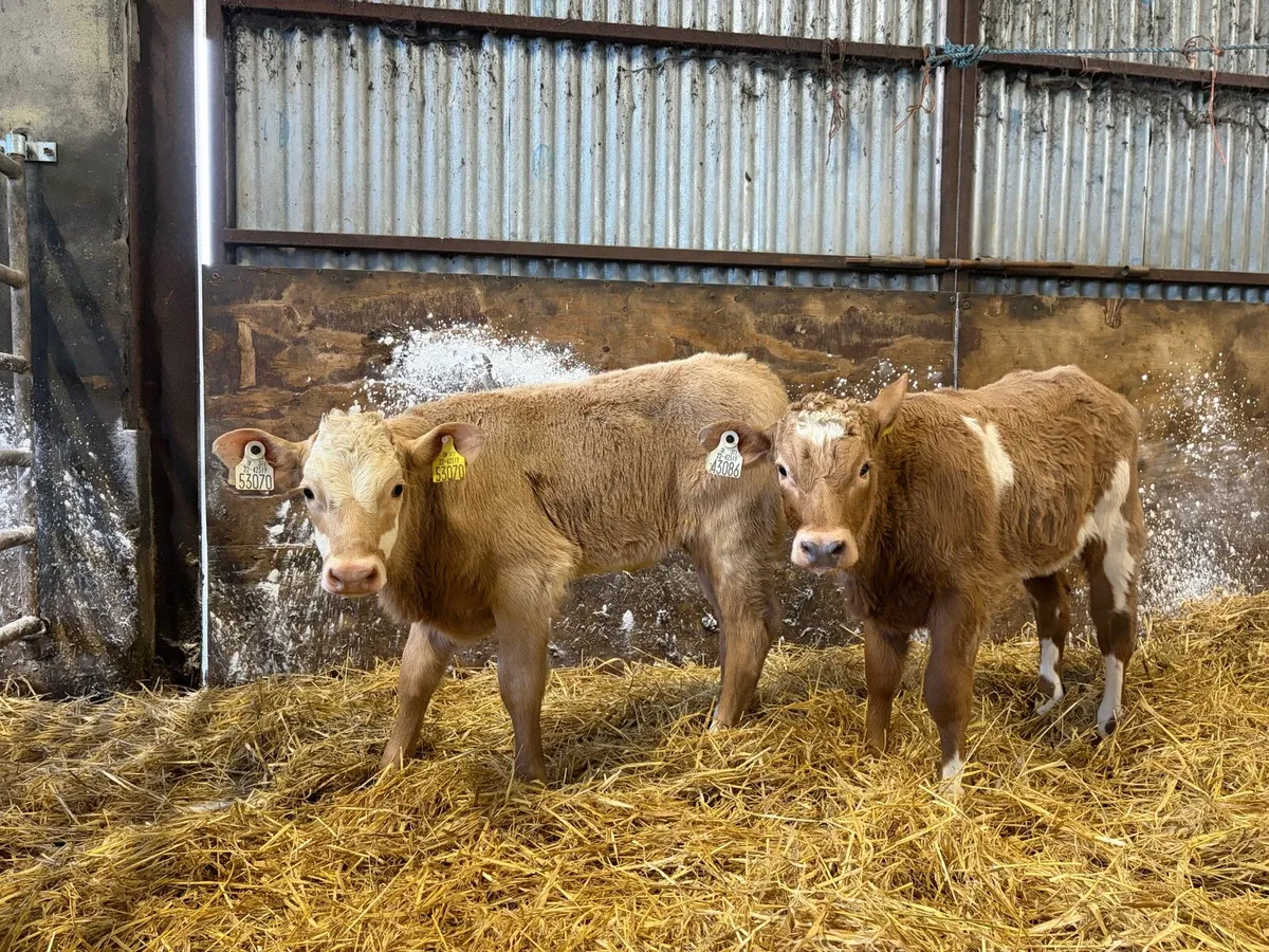 3 Super so golden charolais heifer calf’s for sale - Image 1