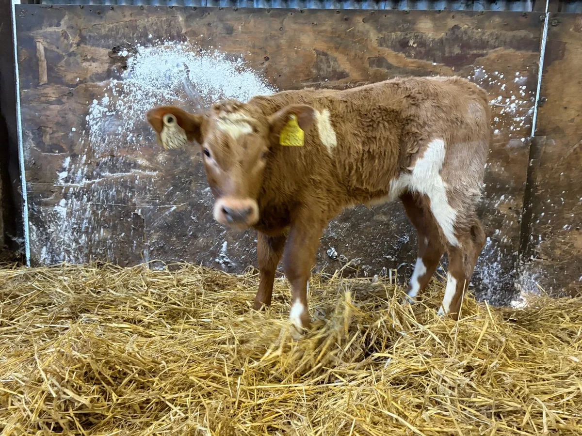 3 Super so golden charolais heifer calf’s for sale - Image 2