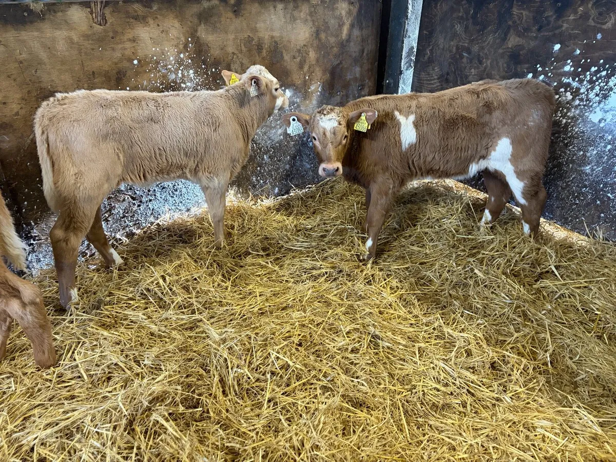 3 Super so golden charolais heifer calf’s for sale - Image 3