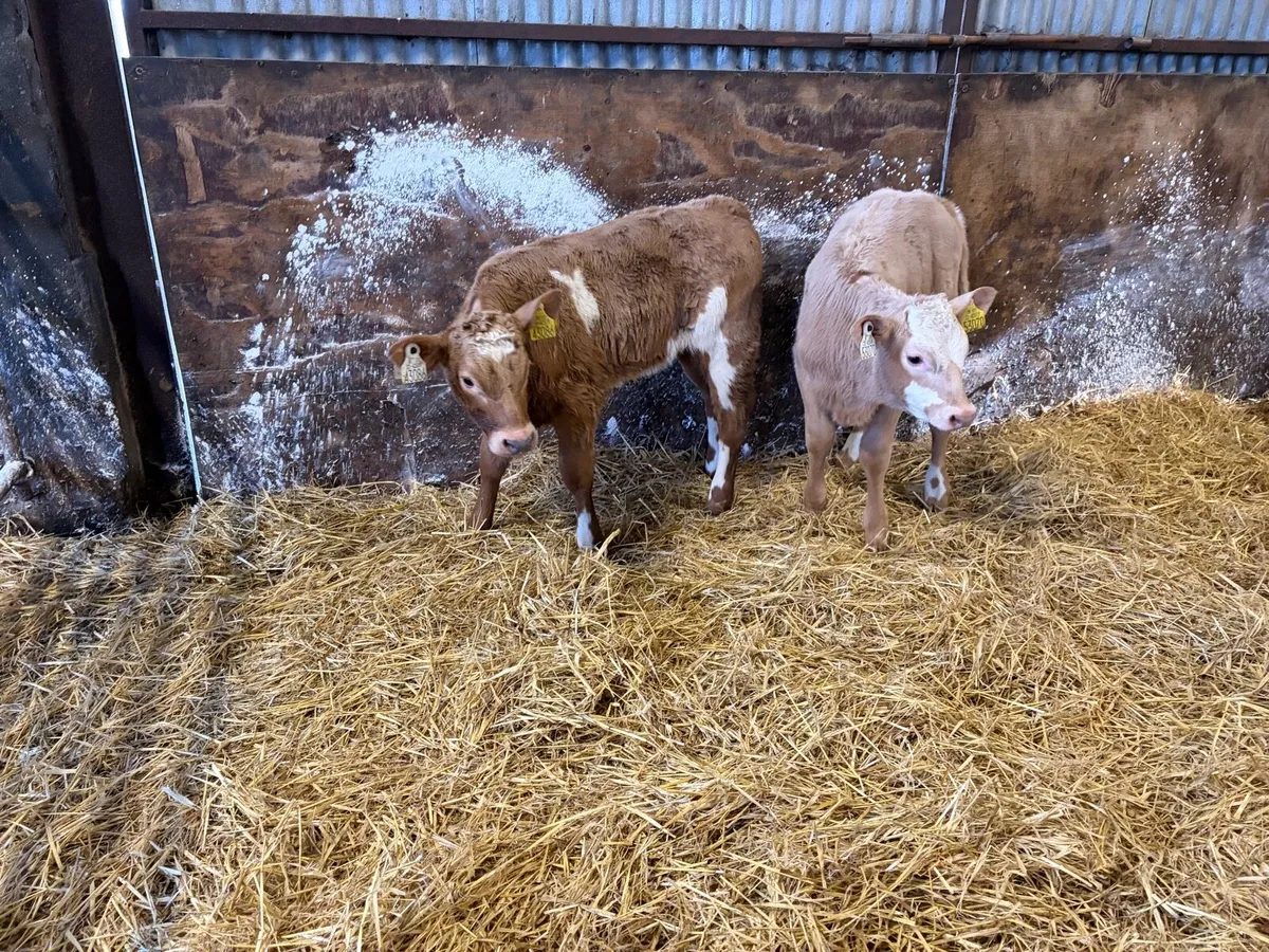 3 Super so golden charolais heifer calf’s for sale - Image 4