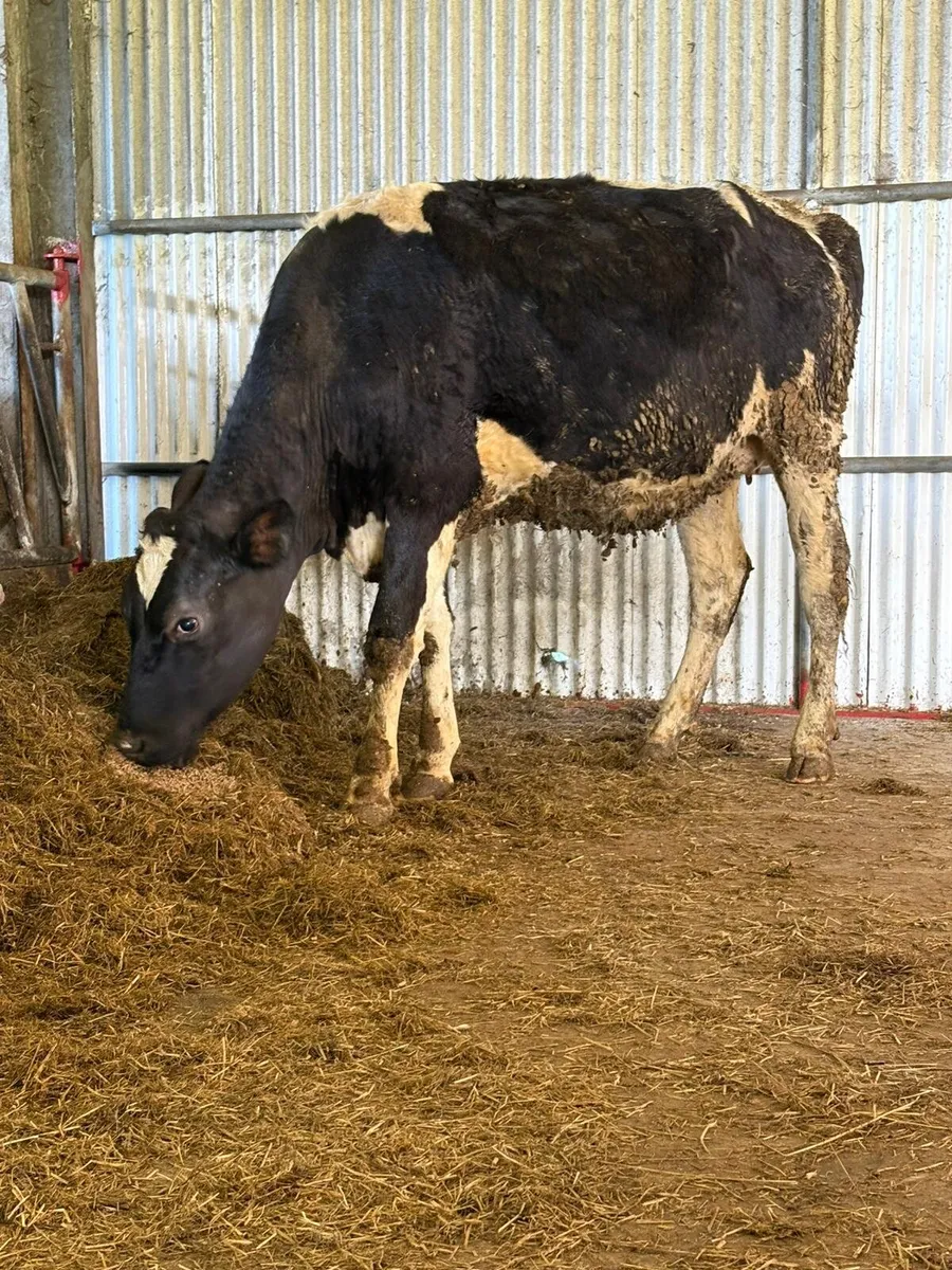 Ped incalf heifer - Image 1