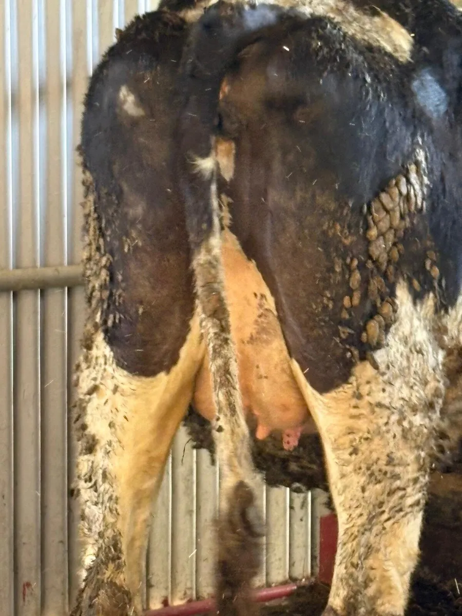 Ped incalf heifer - Image 4