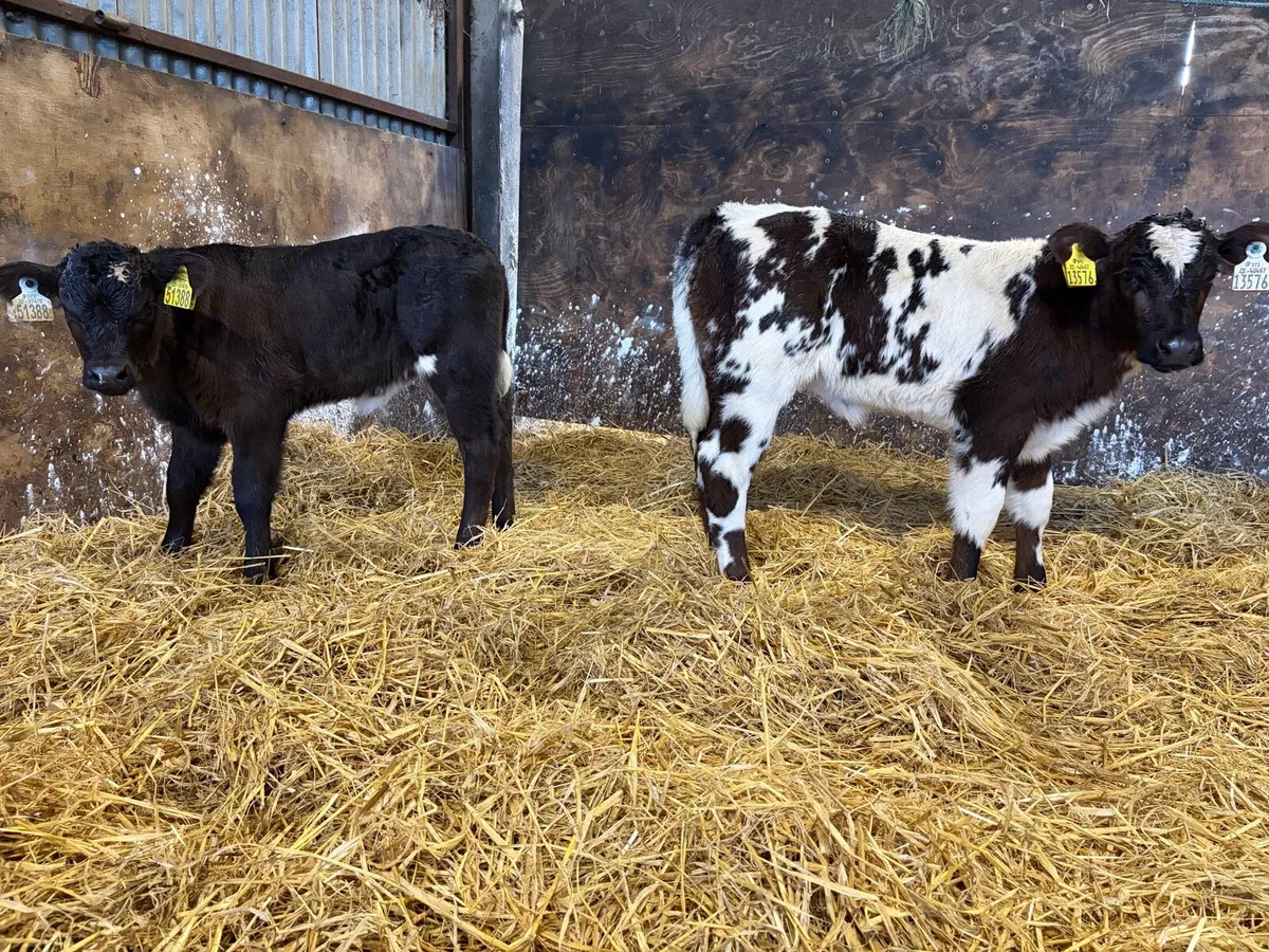 2 super belgian blue and limousine calfs for sale - Image 1