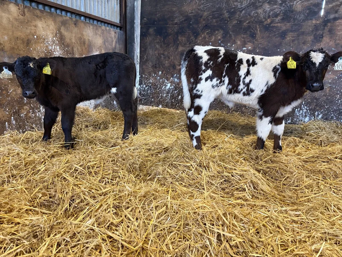 2 super belgian blue and limousine calfs for sale - Image 2