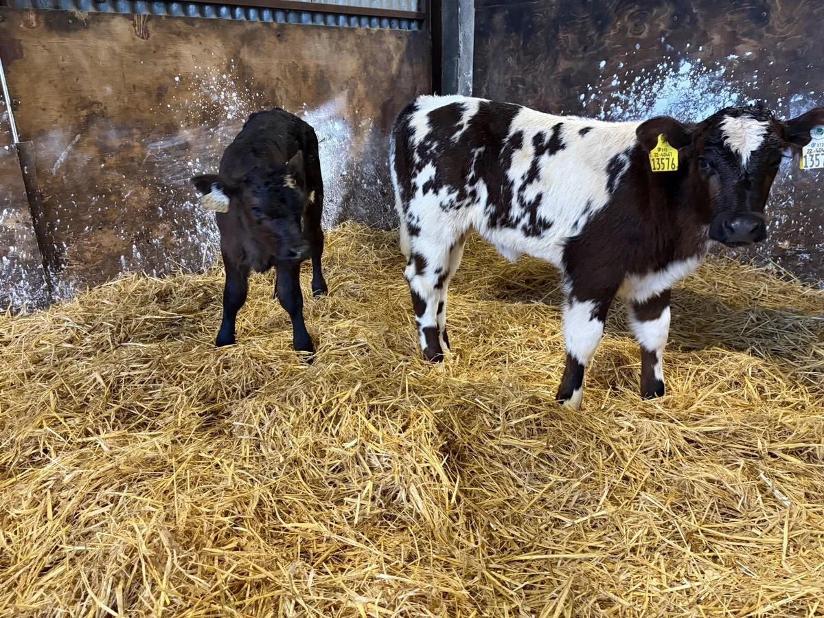 2 super belgian blue and limousine calfs for sale - Image 3