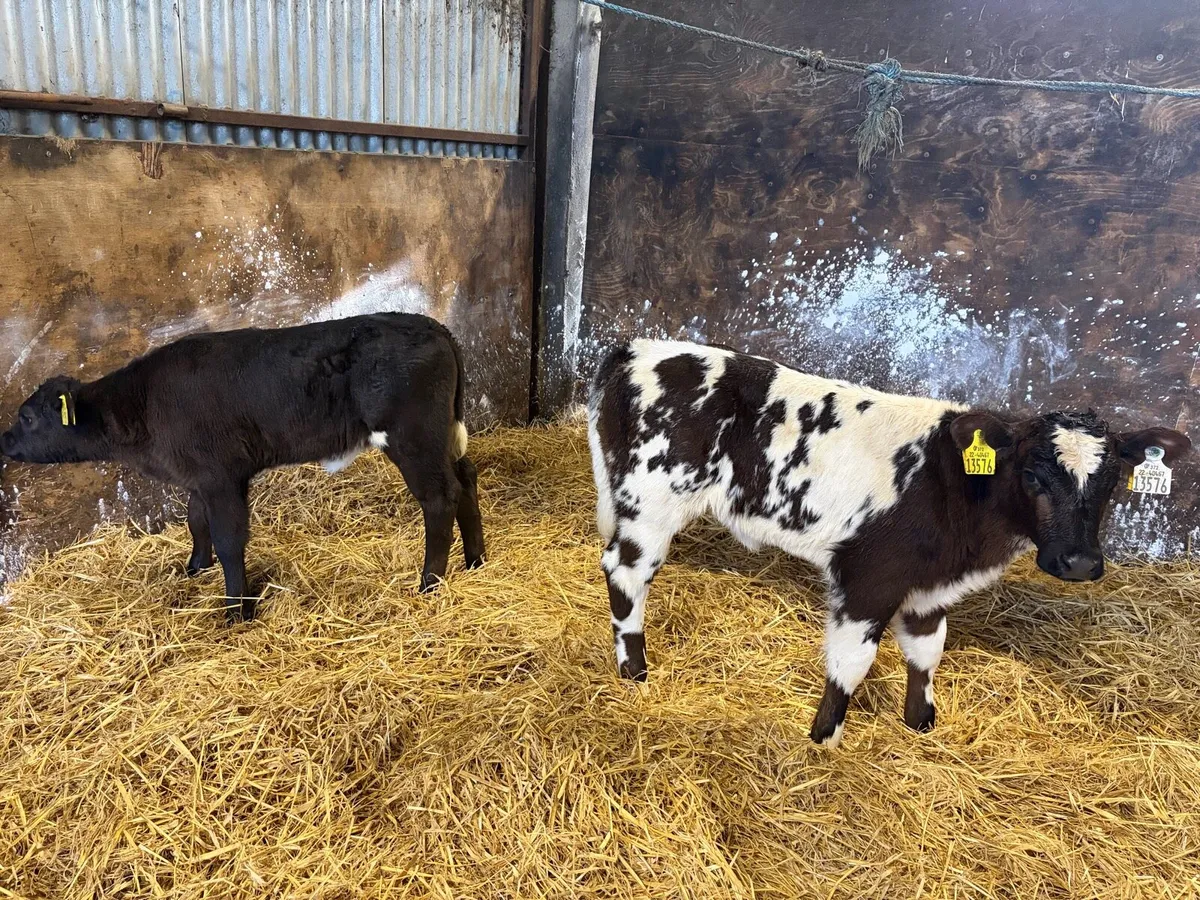 2 super belgian blue and limousine calfs for sale - Image 4