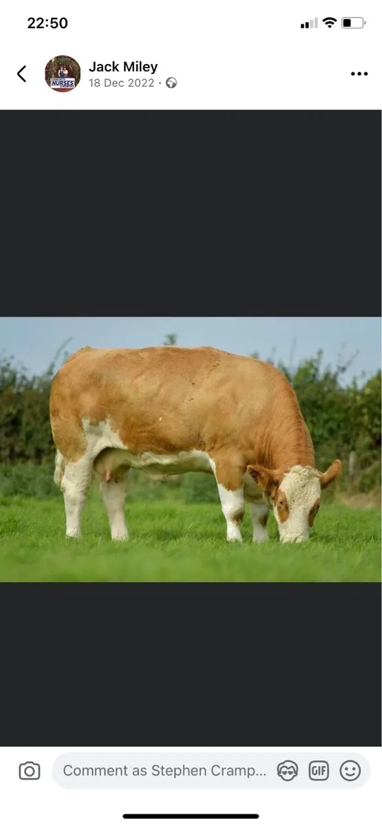 Receipient carrying Top pedigree Simmental 🔥🔥🔥 - Image 1