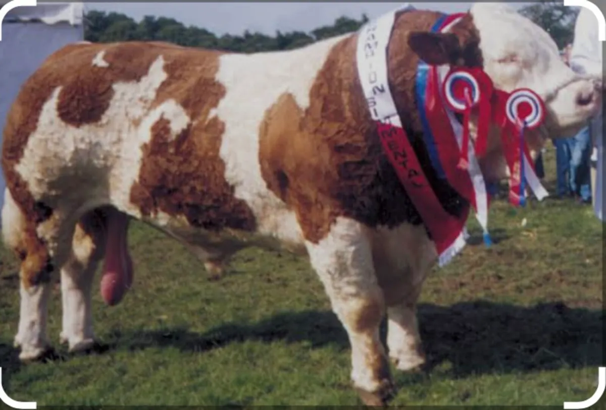 Receipient carrying Top pedigree Simmental 🔥🔥🔥 - Image 2