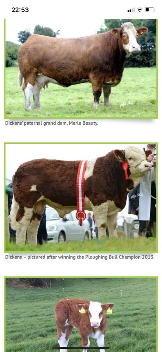 Receipient carrying Top pedigree Simmental 🔥🔥🔥 - Image 3