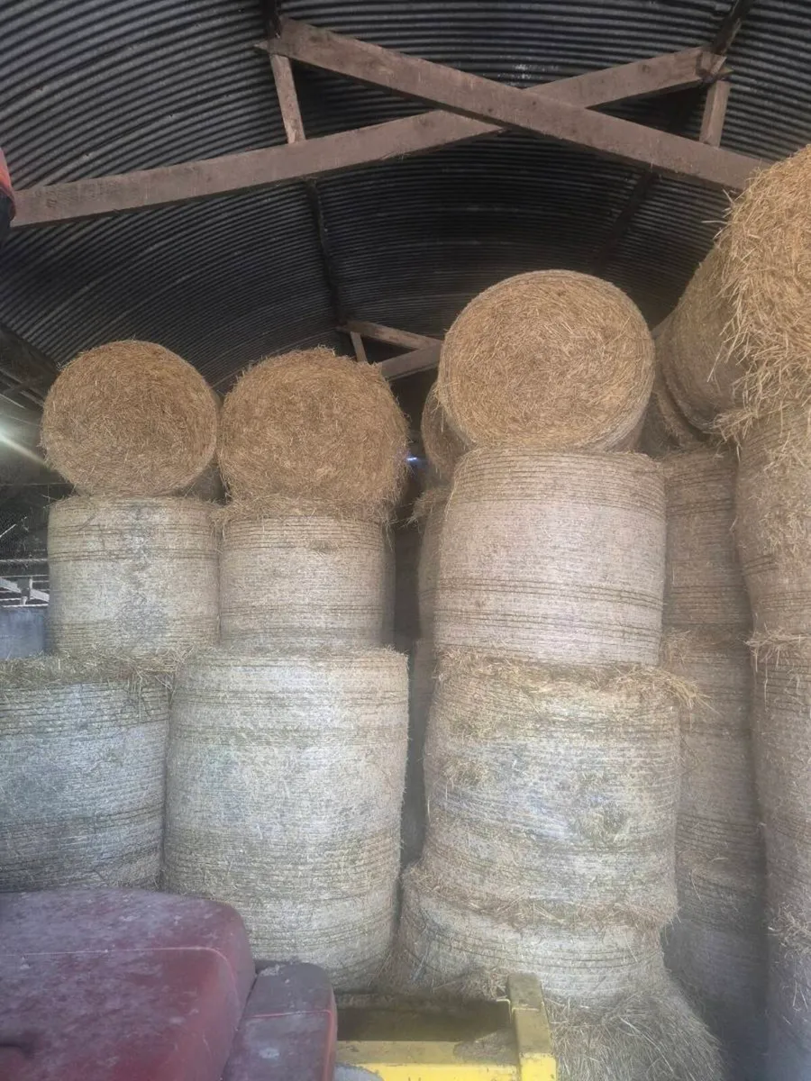 fodder beet and straw - Image 3