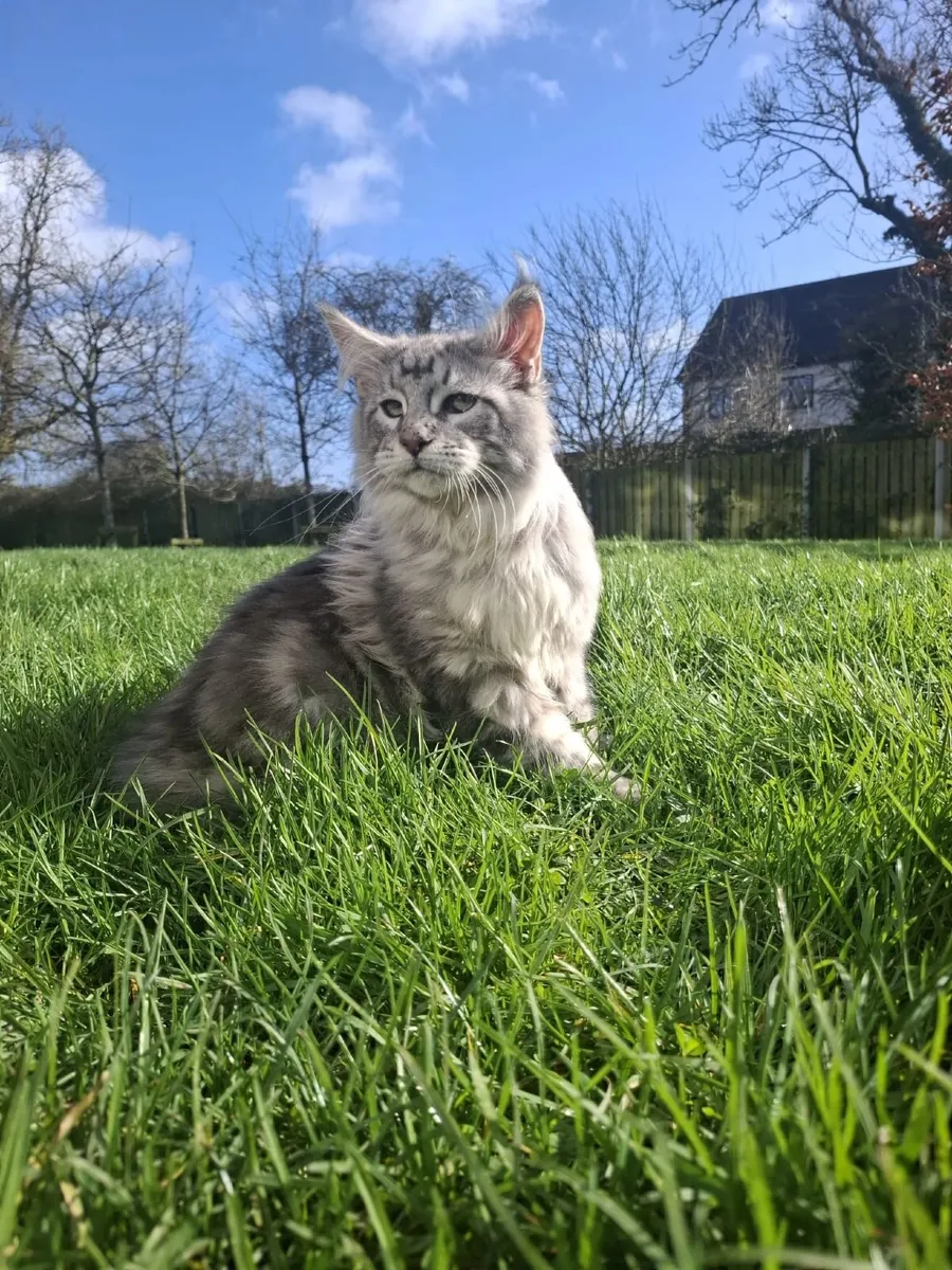 Maine coon kitten - Image 1