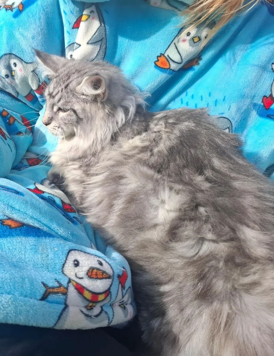 Maine coon kitten - Image 3