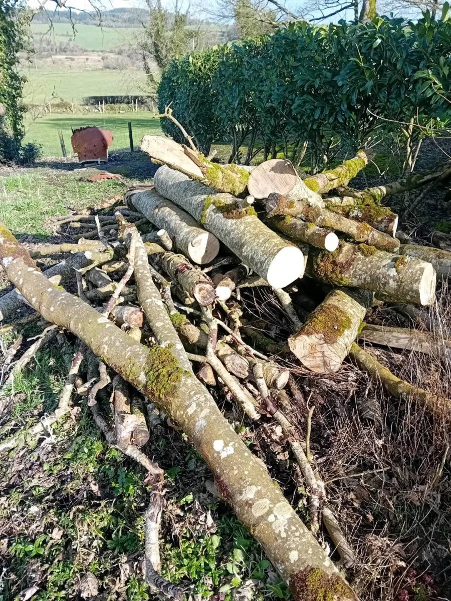 Firewood - Image 1