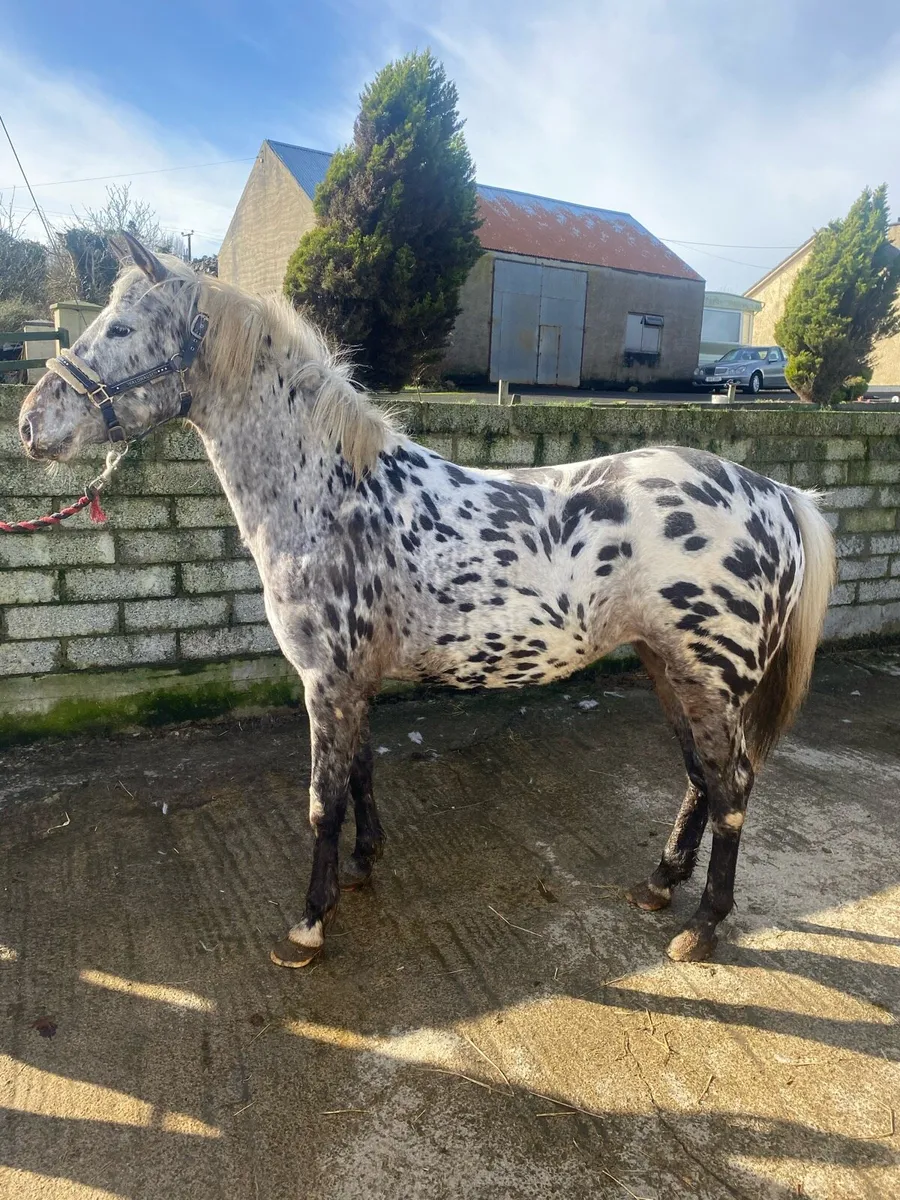 Appaloosa for Drumshanbo - Image 1