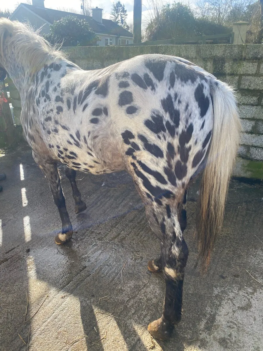 Appaloosa for Drumshanbo - Image 2