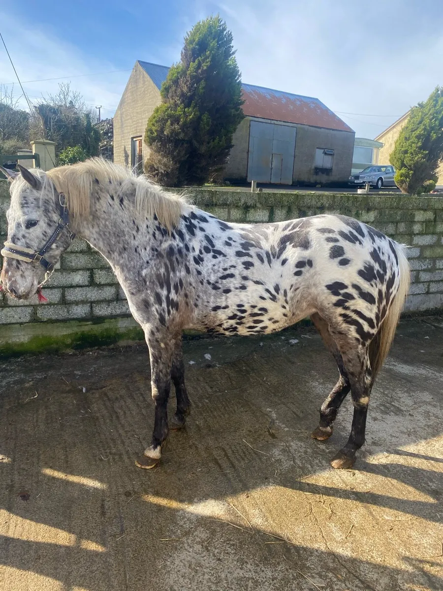 Appaloosa for Drumshanbo - Image 3