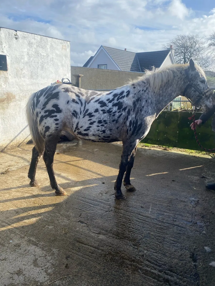 Appaloosa for Drumshanbo - Image 4