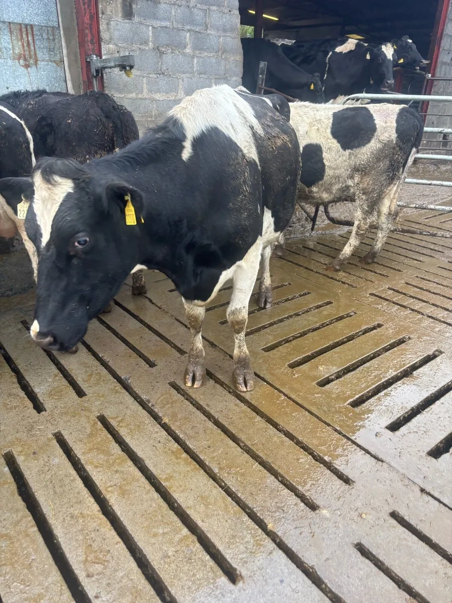 Dry cull cows - Image 1