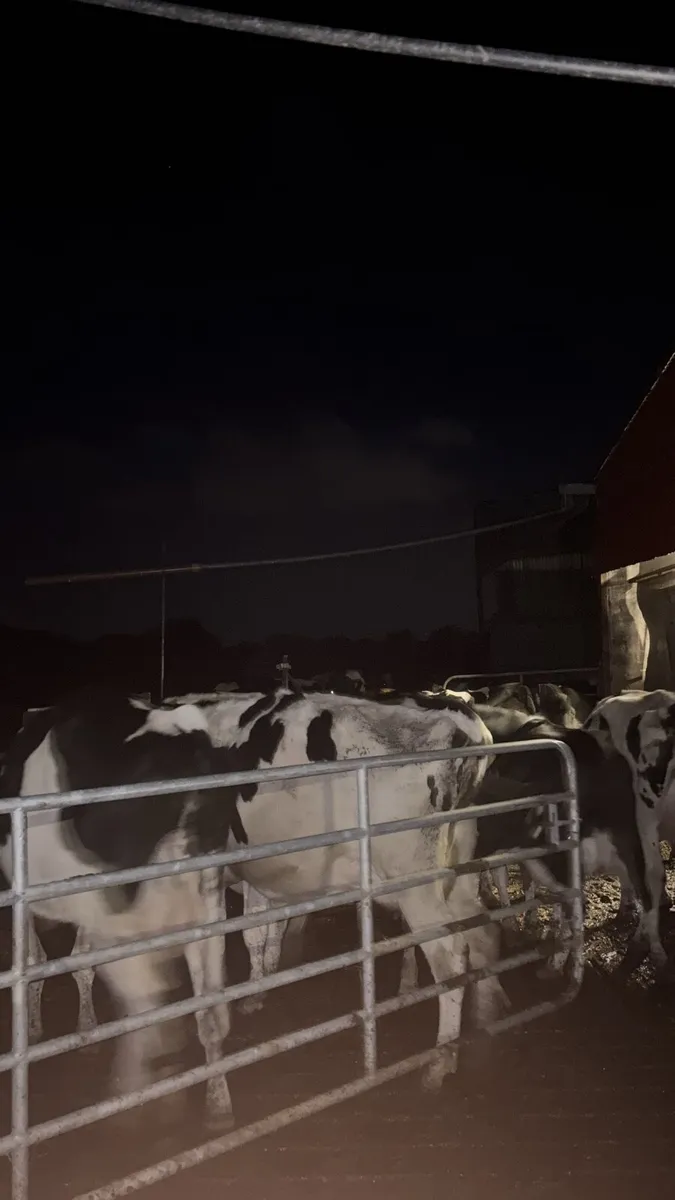 Dry cull cows - Image 2