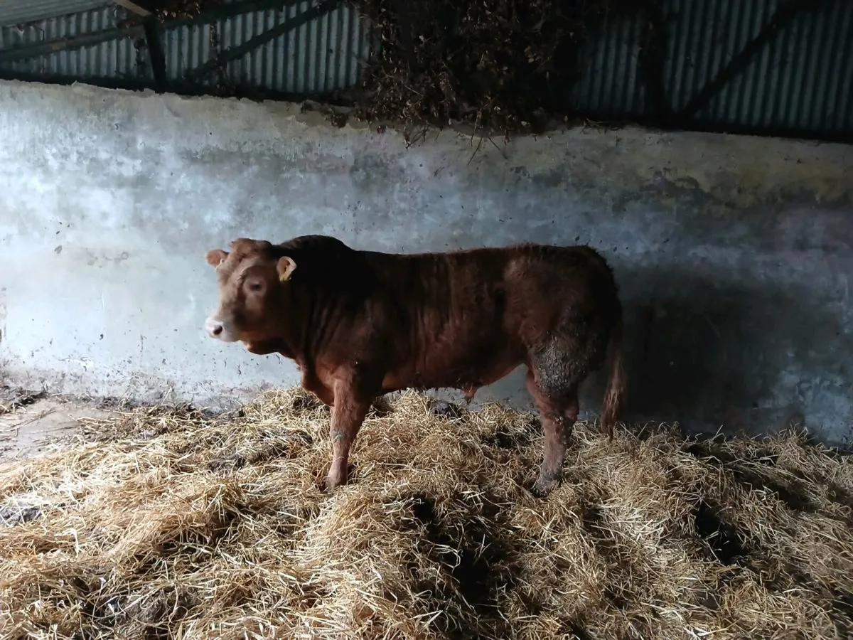 Pbr limousin bull - Image 1