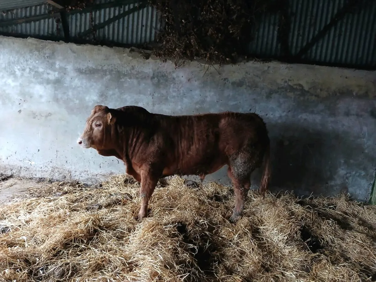 Pbr limousin bull - Image 2