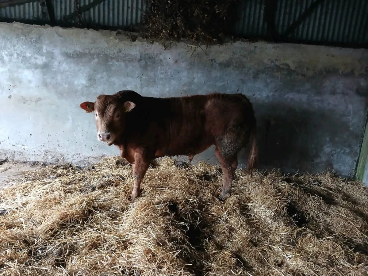 Pbr limousin bull - Image 3