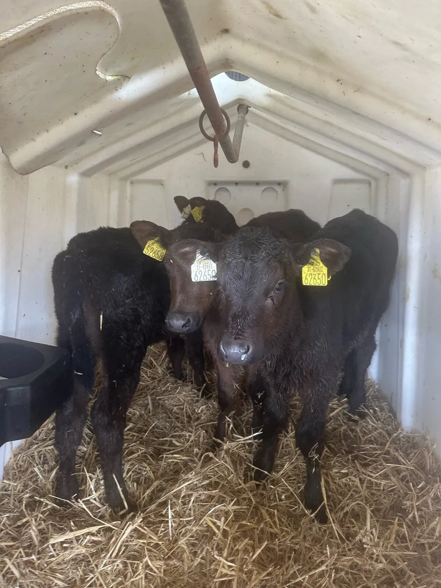 3 super Angus heifers - Image 1
