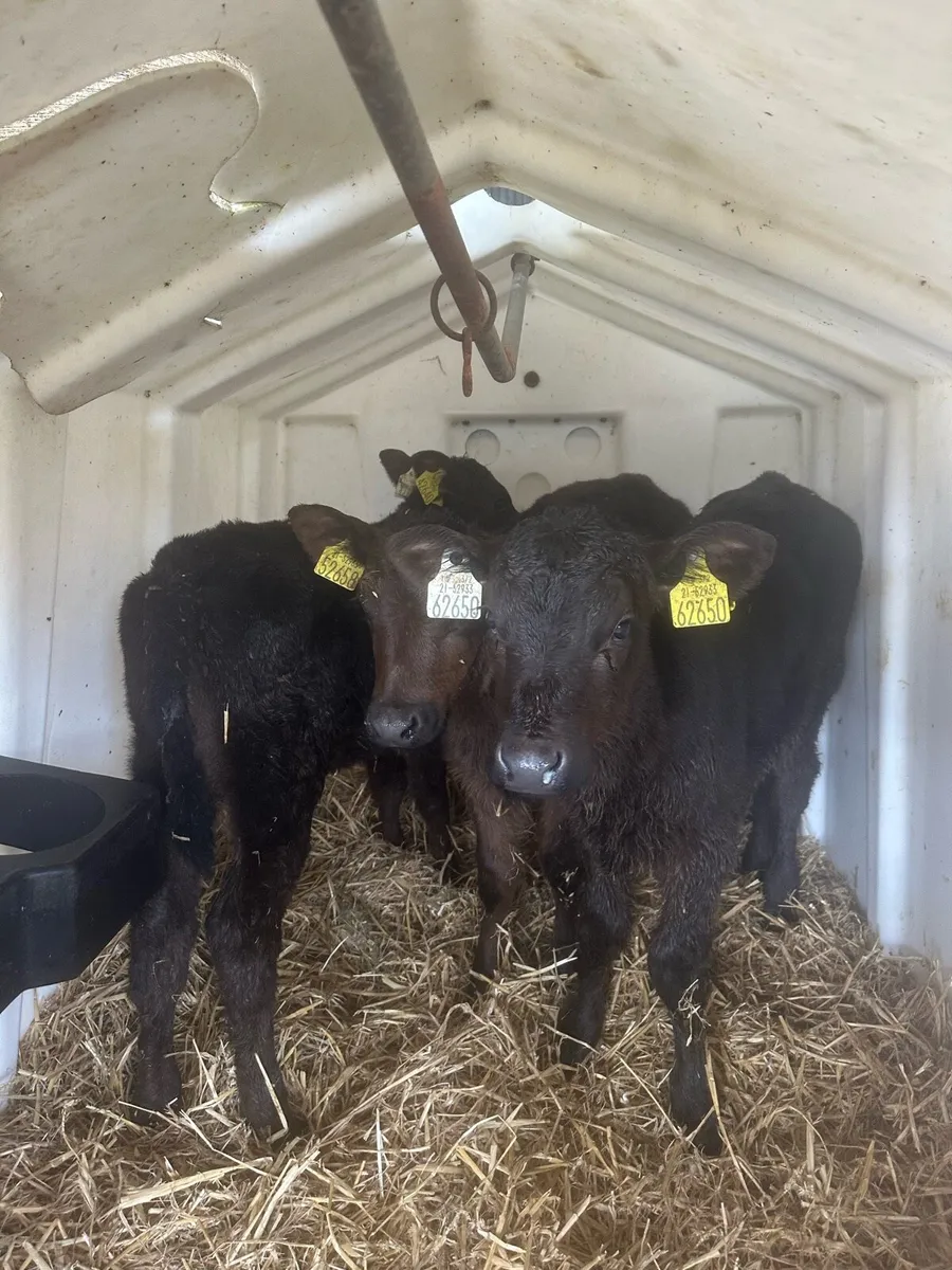 3 super Angus heifers - Image 2